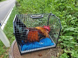 Bergung eines Hahns auf einer Hauptstrasse